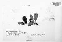 Polystigma rubrum image